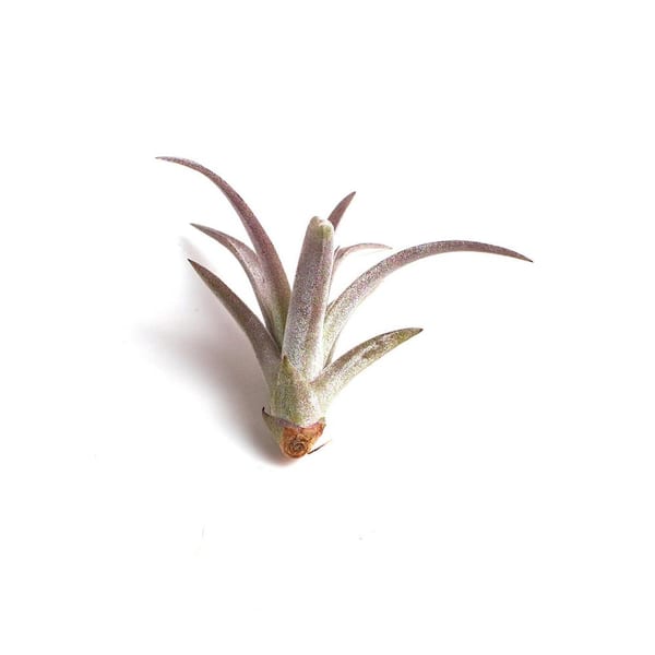 Shop Succulents Single Plain Concrete Orb with Air Plant