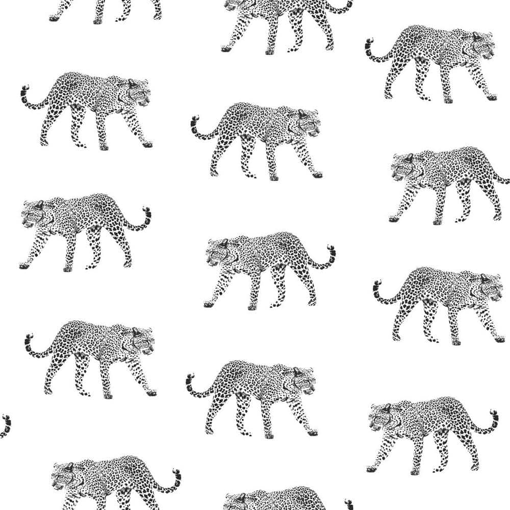 Prowl White Jaguars Wallpaper