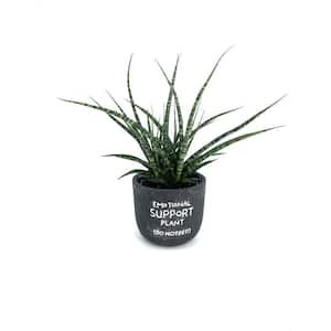 5 in. Fernwood Mikado Sansevieria Plant in Chalkboard Pot