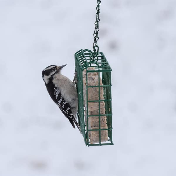 home depot woodpecker suet