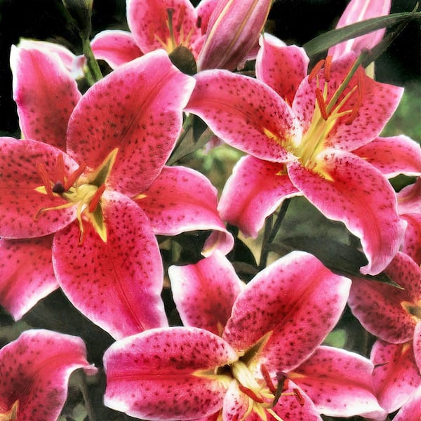 national PLANT NETWORK Lily Stargazer Mixed Bulbs (5-Pack) HD3430