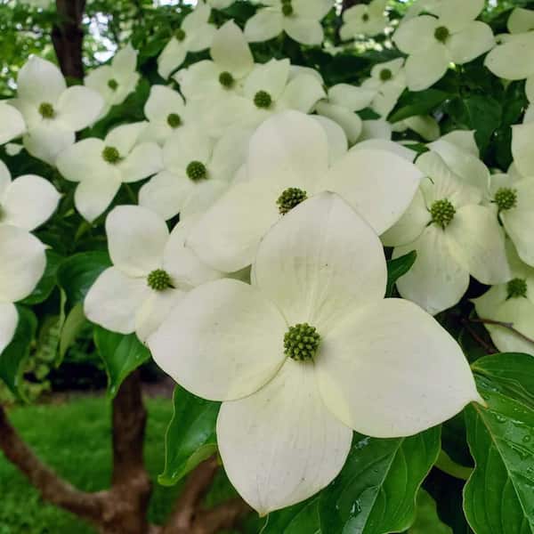 CORNUS KOUSA 05 CONT.
