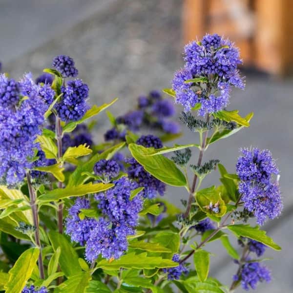 BLOOMIN' EASY Jumbo Pint Beekeeper Bluebeard (Caryopteris) Live