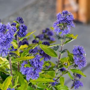 Jumbo Pint Beekeeper Bluebeard (Caryopteris) Live Shrub, Blue Flowers