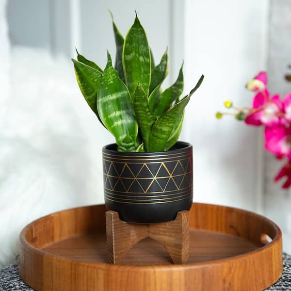 Flora Bunda 5 in. Newark Small Black/Gold Geo Ceramic Flora Bunda 5 in. Newark Small Black/Gold Geo Ceramic