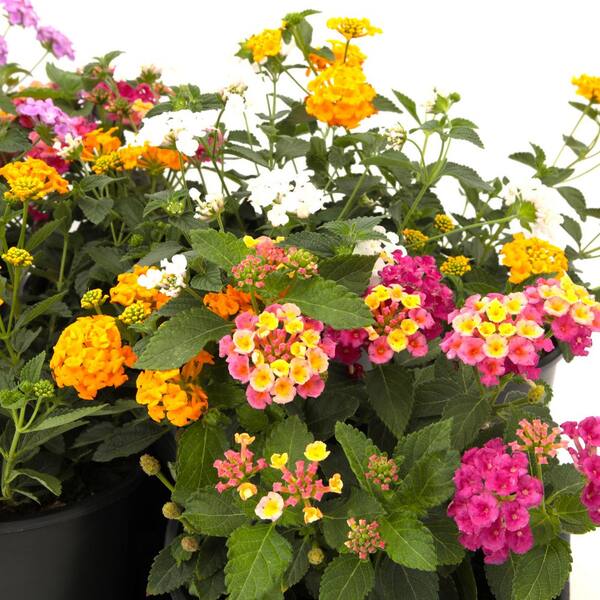 ALTMAN PLANTS #11 Select Rnd Pltr Lantana Plant with Yellow And