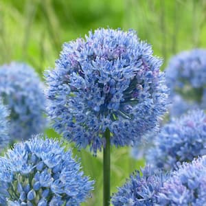 5 cm Allium Persian Blue Flower Bulbs (Bag of 25)