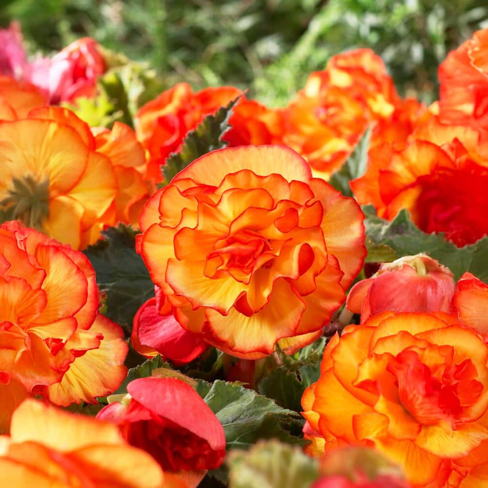 Garden State Bulb Bare Roots, Begonia Picotee Sunburst Flower