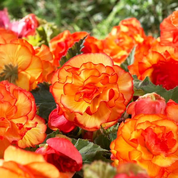 Garden State Bulb Bare Roots, Begonia Picotee Sunburst Flower Bulbs (Bag of 10)