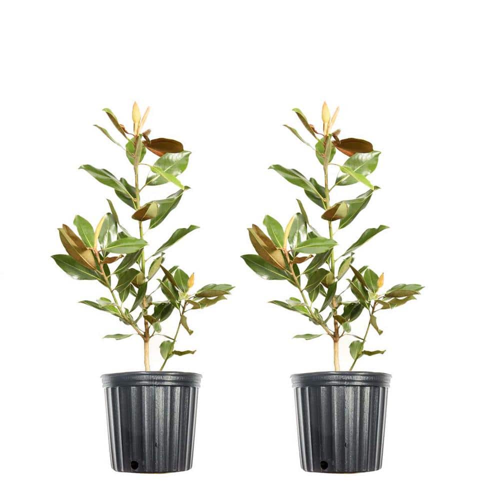 1 Gal. Little Gem Magnolia (2-Pack)