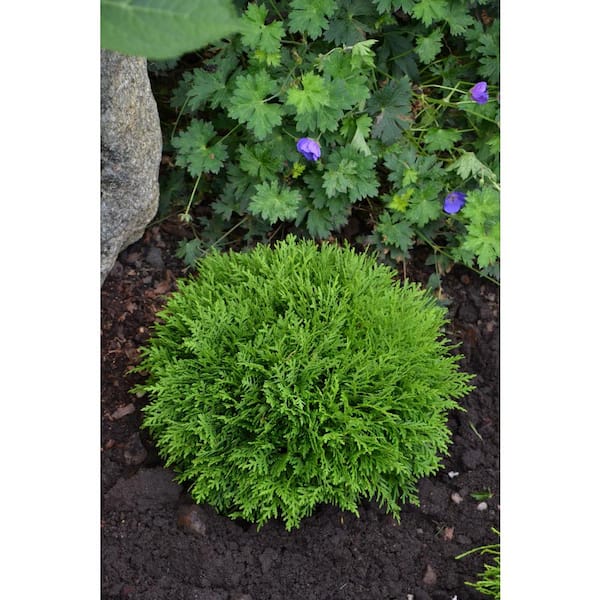 BELL NURSERY 1 Gal. Thuja Danica (Globe) Live Evergreen Shrub