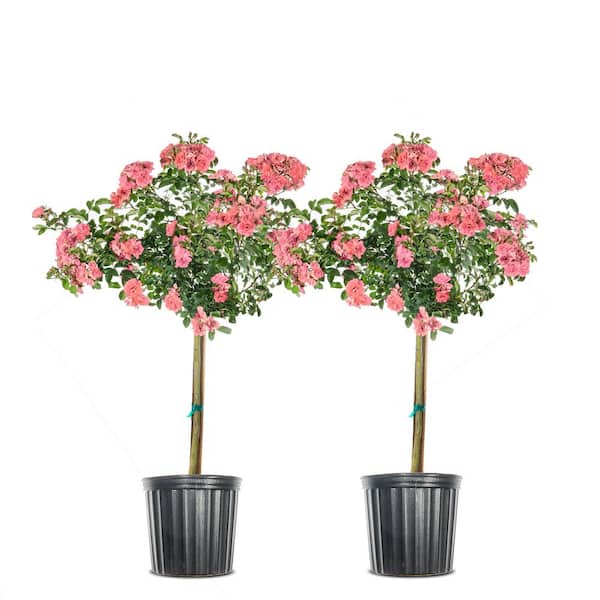 4-5 ft. Peach Drift Rose Tree - 2 Pack