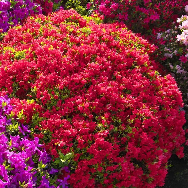 national PLANT NETWORK FlorAmore Azalea Red Shrub (1-Piece)