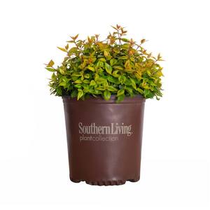 2 Gal. Kaleidoscope Abelia With Golden Yellow Variegated Foliage and Petite White Blooms