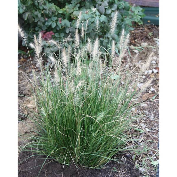 Online Orchards 1 Gal. Dwarf Fountain Grass - Widely Adaptable Compact Grass, Blooms a Vivid Pinkish-Purple Color