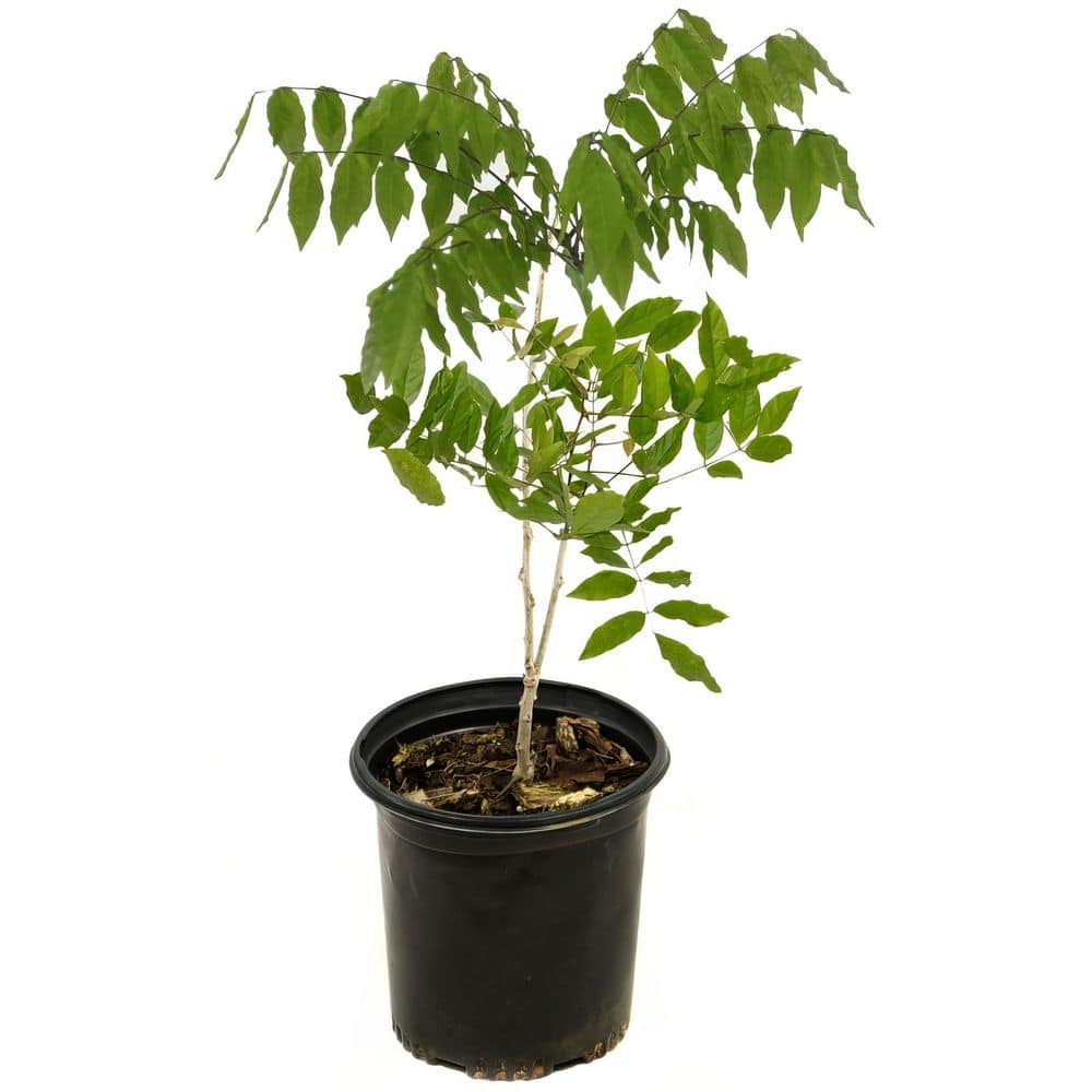 1 Gal. Wisteria Blue Flowering Shrub with Blue Flowers (4-Pack) price history on PriceWatchPro