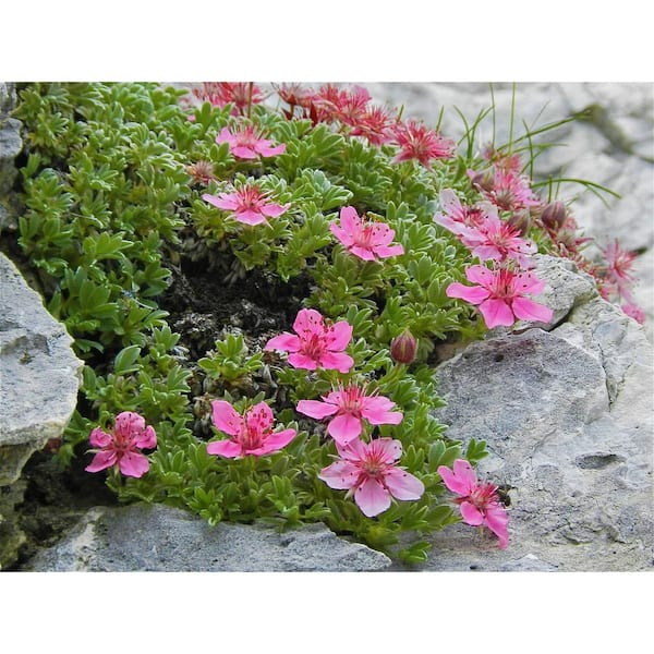1 Gal. Pink Beauty Potentilla Shrub Numerous Rose Pink Flowers Add a Simple and Beautiful Depth to Landscapes