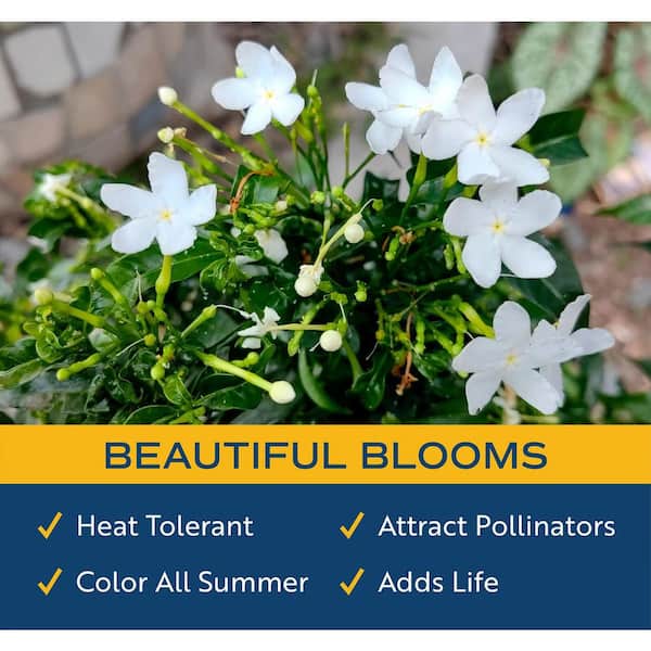 Costa Farms Outdoor Jasmine Belle of India Plant in 2.5 qt. Grower