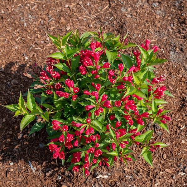 Jumbo Pint Crimson Kisses Weigela Live Shrub, Red Flowers