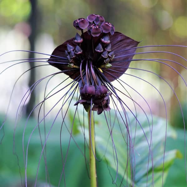 Wekiva Foliage Black Bat Flower - Live Plant in a 4 in. Pot - Not in Bloom When Shipped - Tacca chantrieri - Extremely Rare and Exotic