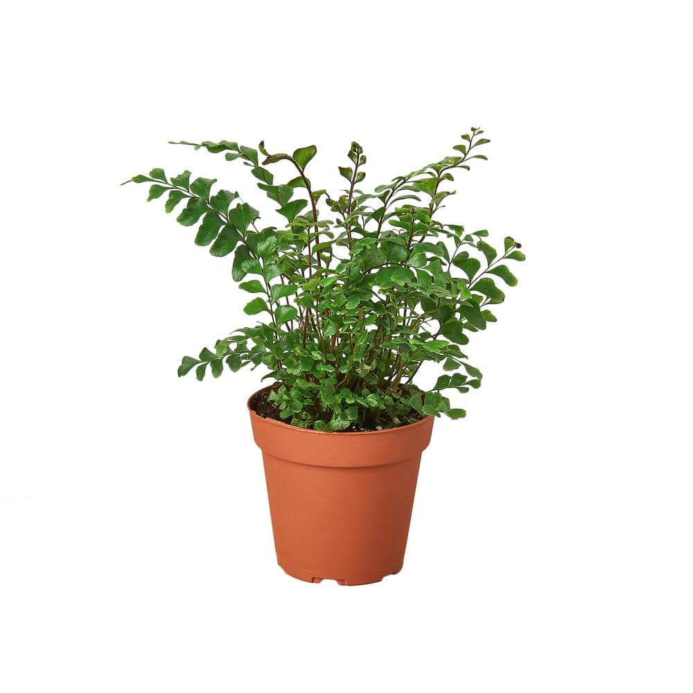 Mahogany Fern (Didymochlaena) Plant in 4 in. Grower Pot