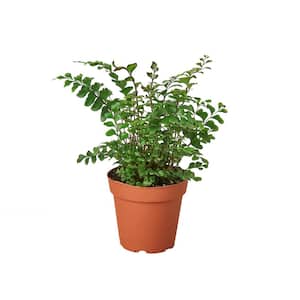 Mahogany Fern (Didymochlaena) Plant in 4 in. Grower Pot
