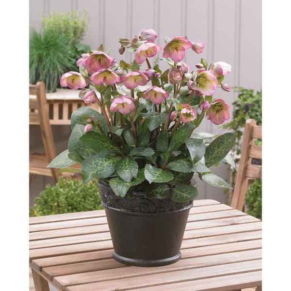 FROSTKISS 2.5 qt. Dorothy's Dawn Hellebore Perennial Plant with Pink  Flowers (2-Pack)