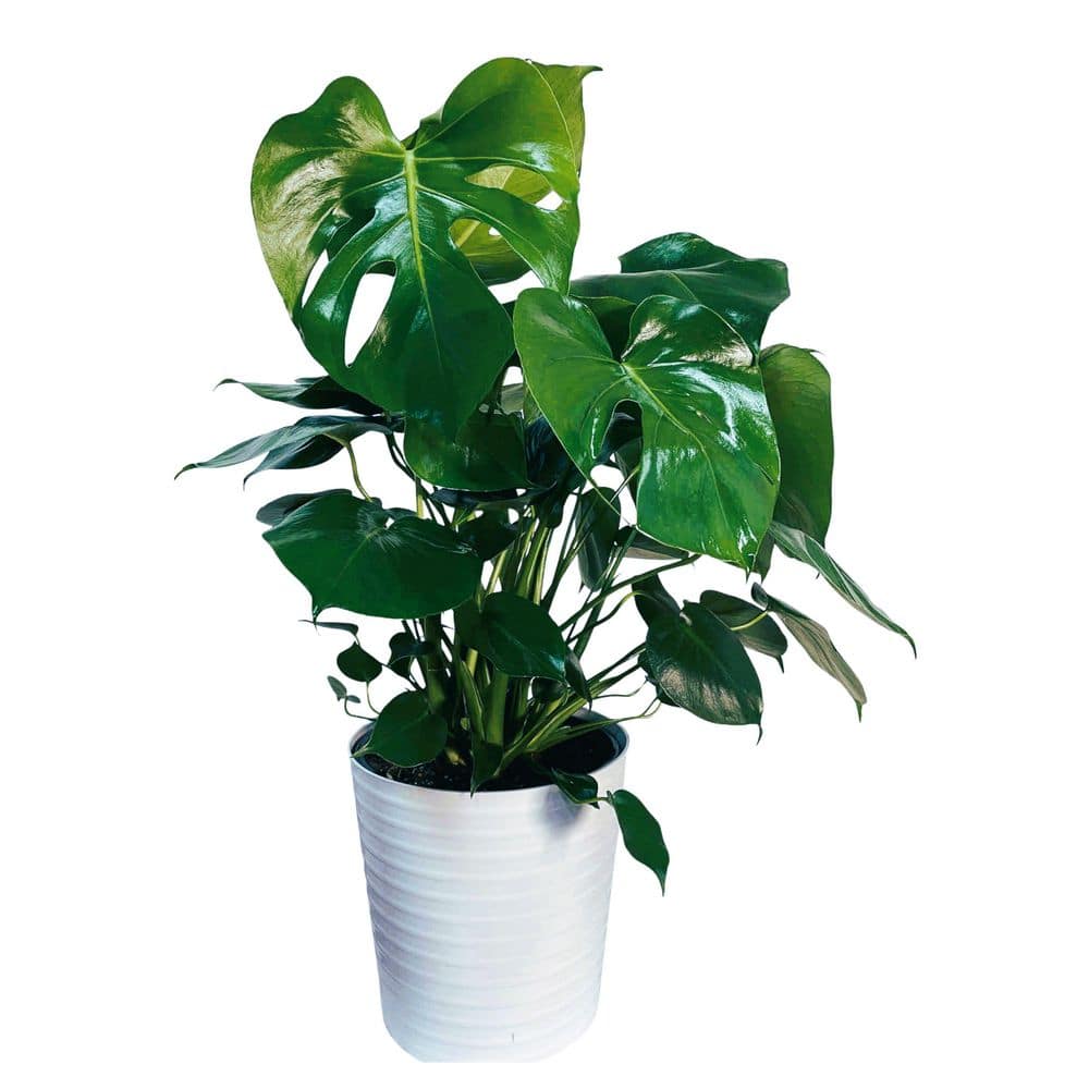 10 in. Philodendron Monstera Plant Grower's Choice in Deco Pot