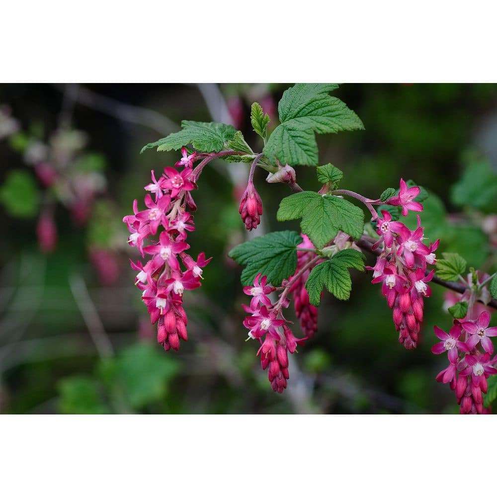 Online Orchards 1 gal. Red Flowering Currant Native Shrub Online Orchards 1 gal. Red Flowering Currant Native Shrub