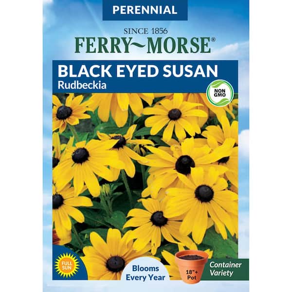 Black Eyed Susan Rudbeckia Flower Seeds
