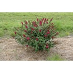 4.5 in. Qt. Miss Molly Butterfly Bush (Buddleia) Live Shrub, Deep Pink Flowers