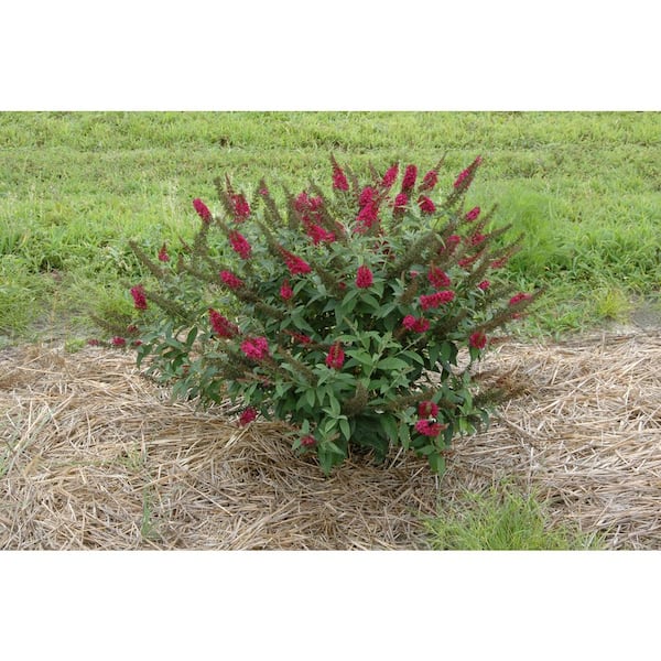 PROVEN WINNERS 4.5 in. Qt. Miss Molly Butterfly Bush (Buddleia) Live Shrub, Deep Pink Flowers