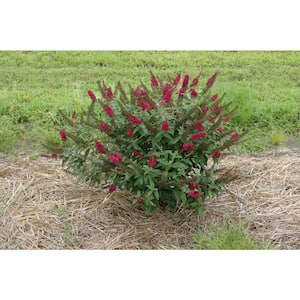 1 Gal. Miss Molly Butterfly Bush (Buddleia) Live Shrub in Deep Pink Flowers