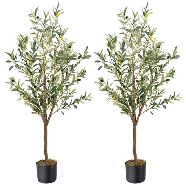 Olive Tree Home Depotnull