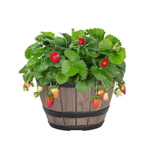 1 Gal. Strawberry Red in Decorative Napa Barrel Perennial Fruit Plant (1-Pack)