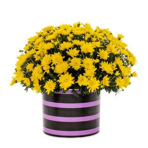 3 qt. Live Yellow Chrysanthemum (Mum) Plant for Fall Porch or Patio in Decorative Black and Purple Striped Tin (1-Pack)