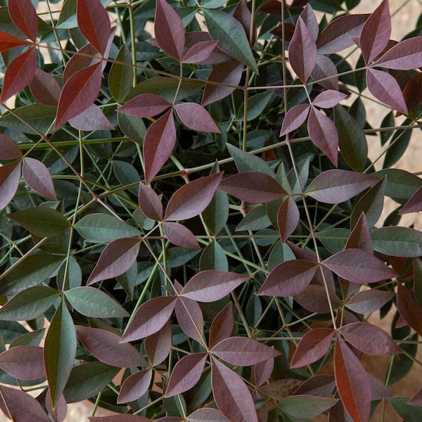 2.5 Qt. Flirt Nandina, Live Evergreen Groundcover Shrub, Deep Red New Foliage