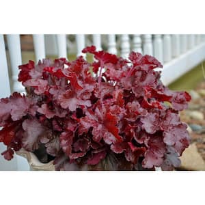 0.65 Gal. Dolce Cherry Truffles Coral Bells (Heuchera) Live Plant, Pink Flowers and Red Foliage
