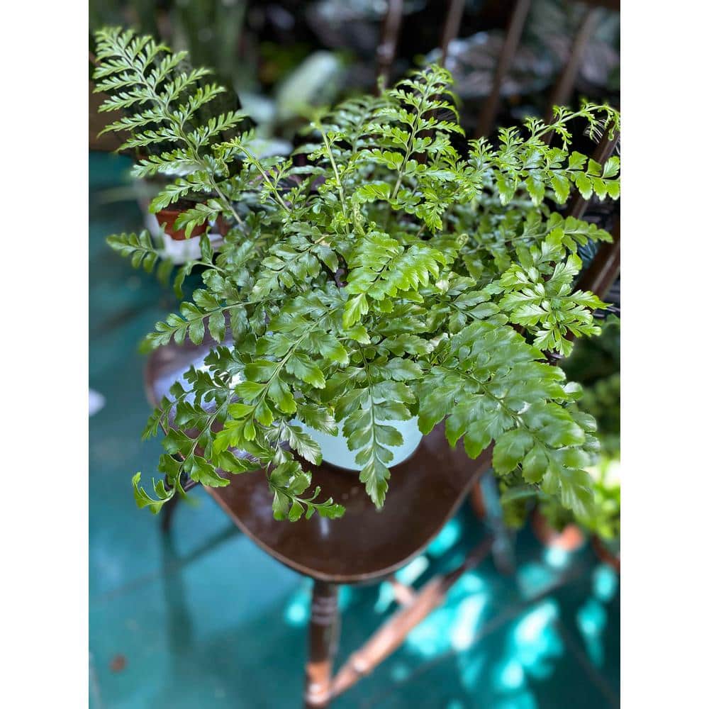 4 in. Austral Gem Fern in Green Planter - Asplenium Parvati