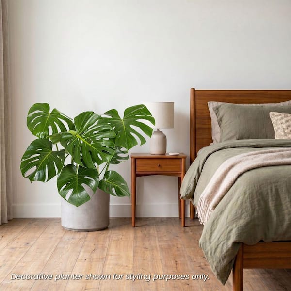 United Nursery Monstera Deliciosa Split-Leaf Philodendron Live