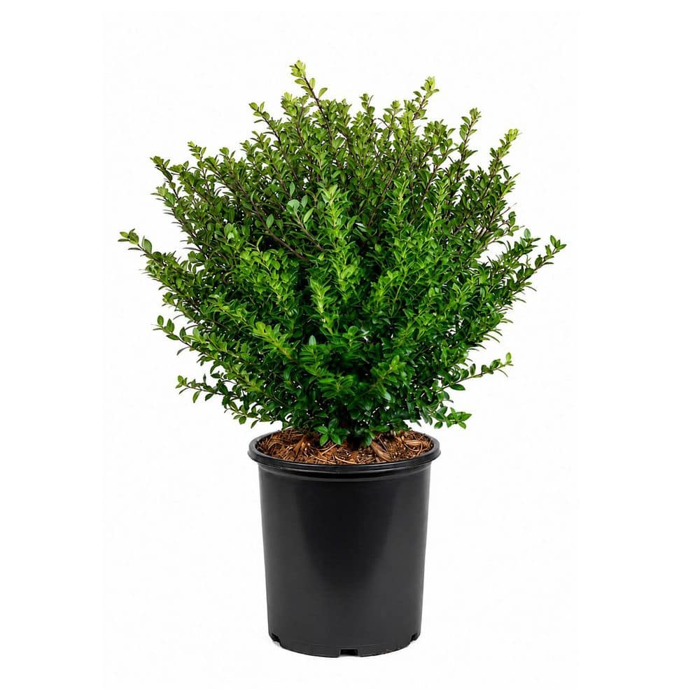 新品未使用！YOSA HYBELLE HYBRID POT Fixhyte flowerwood-shrubs-bushes-3100q