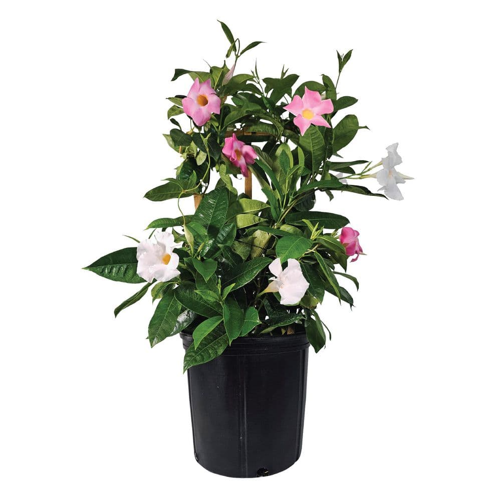 1.72 Gal. Trellis Mandevilla Multicolor Flowering Shrub with Pink White Flowers (1-Pack) price history on PriceWatchPro