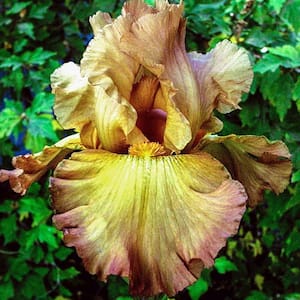 Lord of Rings Reblooming Iris Golden Yellow Flowers Live Bareroot Plant