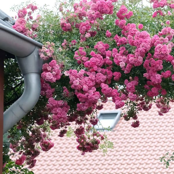 national PLANT NETWORK Bare Root Rose Climbing Zephirine Drouhin
