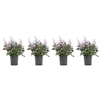 2.5 Qt. Plectranthus Mona Lavender Plant in 6.33 in. Grower's Pot (4-Plants)