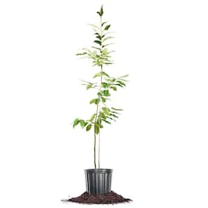 American Hybrid Chestnut Tree 1 Gal. Growers Pot, Deciduous Chestnut Tree