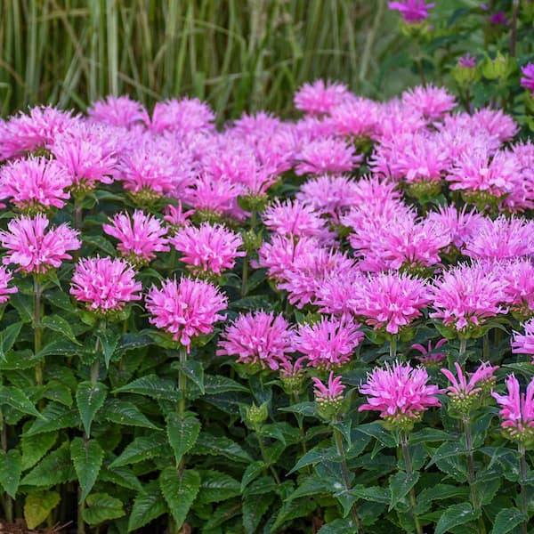 Sugar Buzz Berry Taffy Pink Flowering Bee Balm Perennial Starter Plant (1-Pack)