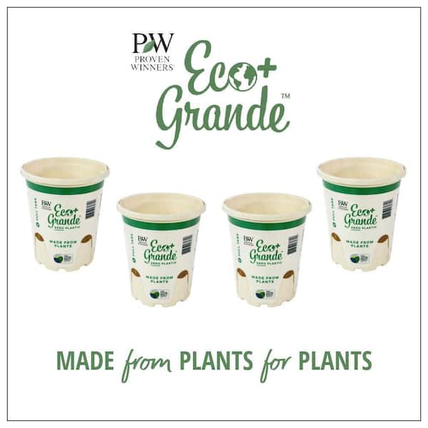 PROVEN WINNERS 4.25 in. Eco+Grande Mix Lettuce (Lactuca sativa) Live Plant The Home Depot