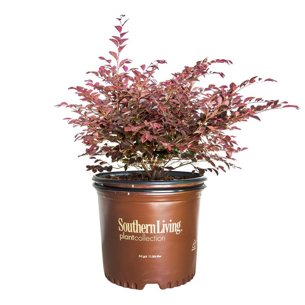 Southern Living Plant Collection 3 Gal. Purple Daydream Dwarf ...