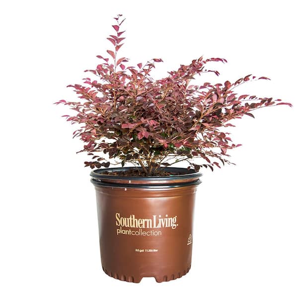 SOUTHERN LIVING 3 Gal. Purple Daydream Dwarf Loropetalum, Evergreen ...